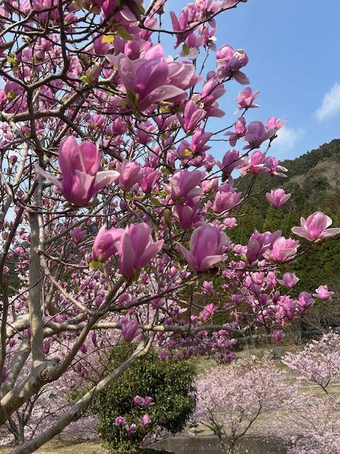 体験　朱音（あかね）👩素人熟女Ｈカップの巨乳にM女が刺激を求めてデビュー‼️