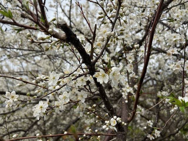 体験　朱音（あかね）👩素人熟女Ｈカップの巨乳にM女が刺激を求めてデビュー‼️