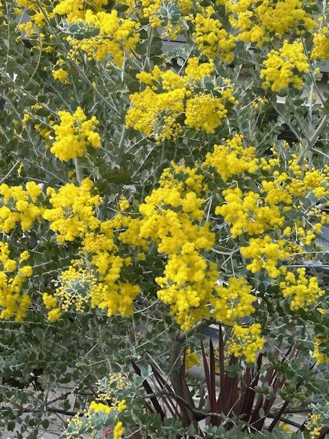 体験　朱音（あかね）👩素人熟女Ｈカップの巨乳にM女が刺激を求めてデビュー‼️