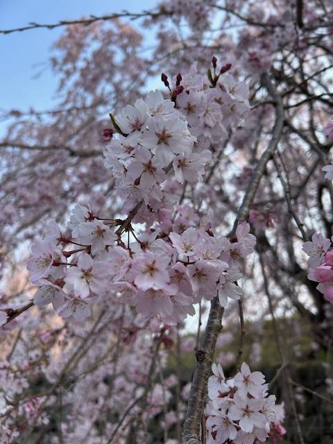 体験　朱音（あかね）👩素人熟女Ｈカップの巨乳にM女が刺激を求めてデビュー‼️