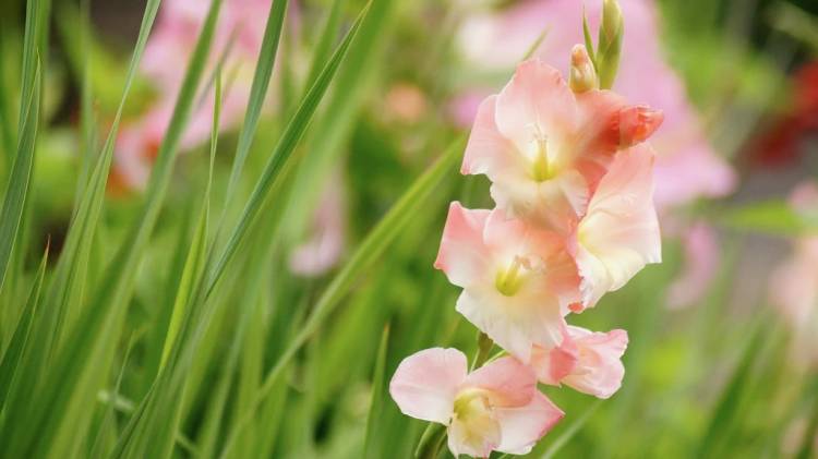 体験　朱音（あかね）👩素人熟女Ｈカップの巨乳にM女が刺激を求めてデビュー‼️