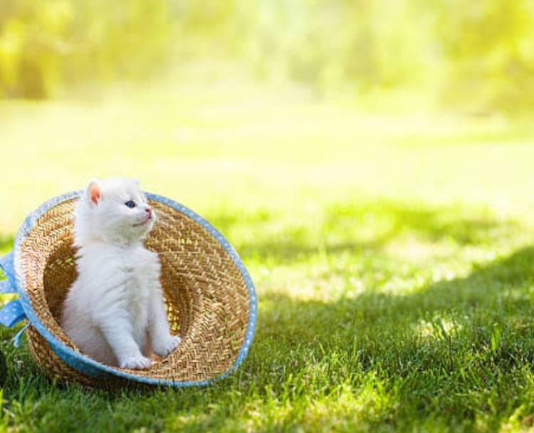 体験　あやチャン　細身で綺麗可愛い系　リピート率Ｎｏ．1  超〜人気姫