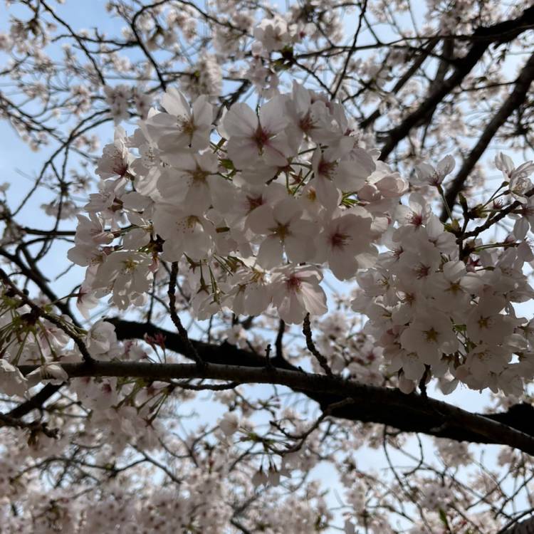 体験　さやか　49 細身で綺麗系の奥様体験入店おすすめ度MAX