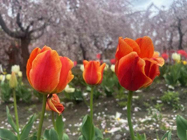 体験　朱音（あかね）👩素人熟女Ｈカップの巨乳にM女が刺激を求めてデビュー‼️