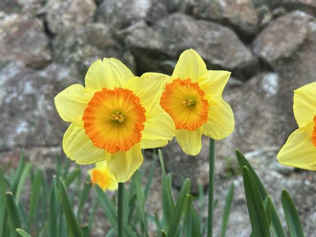 体験　朱音（あかね）👩素人熟女Ｈカップの巨乳にM女が刺激を求めてデビュー‼️