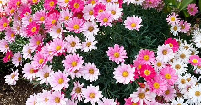 体験　朱音（あかね）👩素人熟女Ｈカップの巨乳にM女が刺激を求めてデビュー‼️