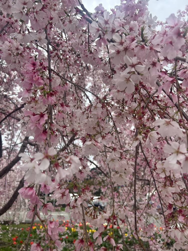 体験　朱音（あかね）👩素人熟女Ｈカップの巨乳にM女が刺激を求めてデビュー‼️