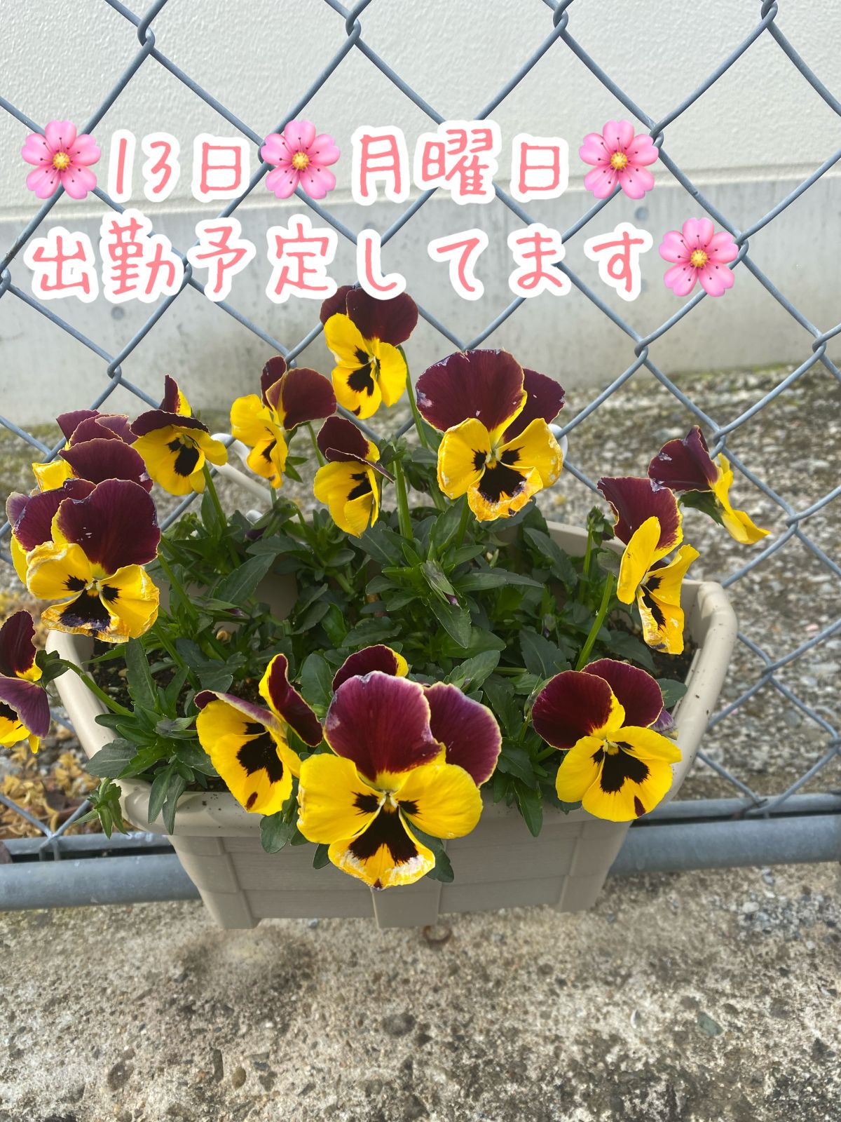 体験 ひなの　細身くびれ有り、キレ可愛い系のエッチな熟女　ご奉仕大好きM女👩