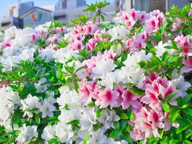 体験　朱音（あかね）👩素人熟女Ｈカップの巨乳にM女が刺激を求めてデビュー‼️