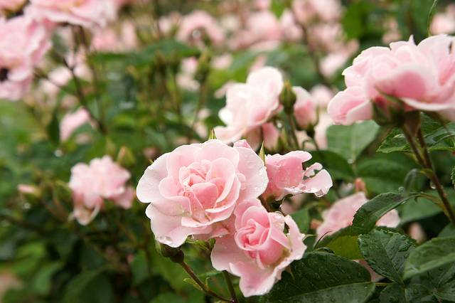 体験　朱音（あかね）👩素人熟女Ｈカップの巨乳にM女が刺激を求めてデビュー‼️