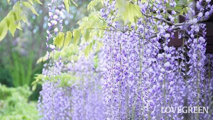 体験　朱音（あかね）👩素人熟女Ｈカップの巨乳にM女が刺激を求めてデビュー‼️