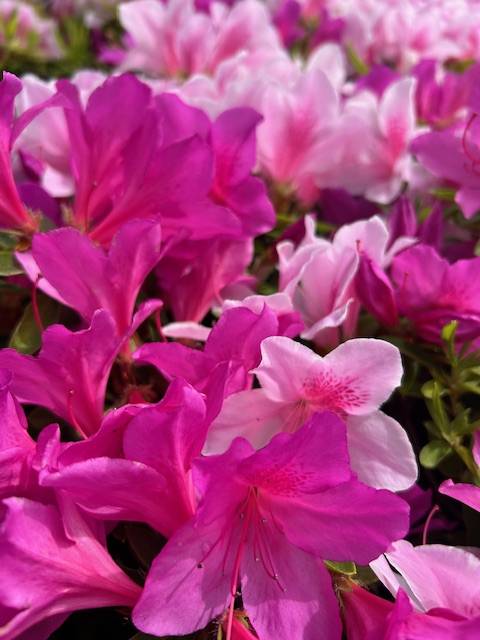 体験　朱音（あかね）👩素人熟女Ｈカップの巨乳にM女が刺激を求めてデビュー‼️