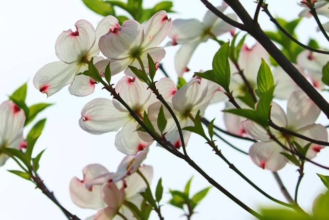 体験　朱音（あかね）👩素人熟女Ｈカップの巨乳にM女が刺激を求めてデビュー‼️