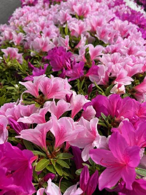 体験　朱音（あかね）👩素人熟女Ｈカップの巨乳にM女が刺激を求めてデビュー‼️