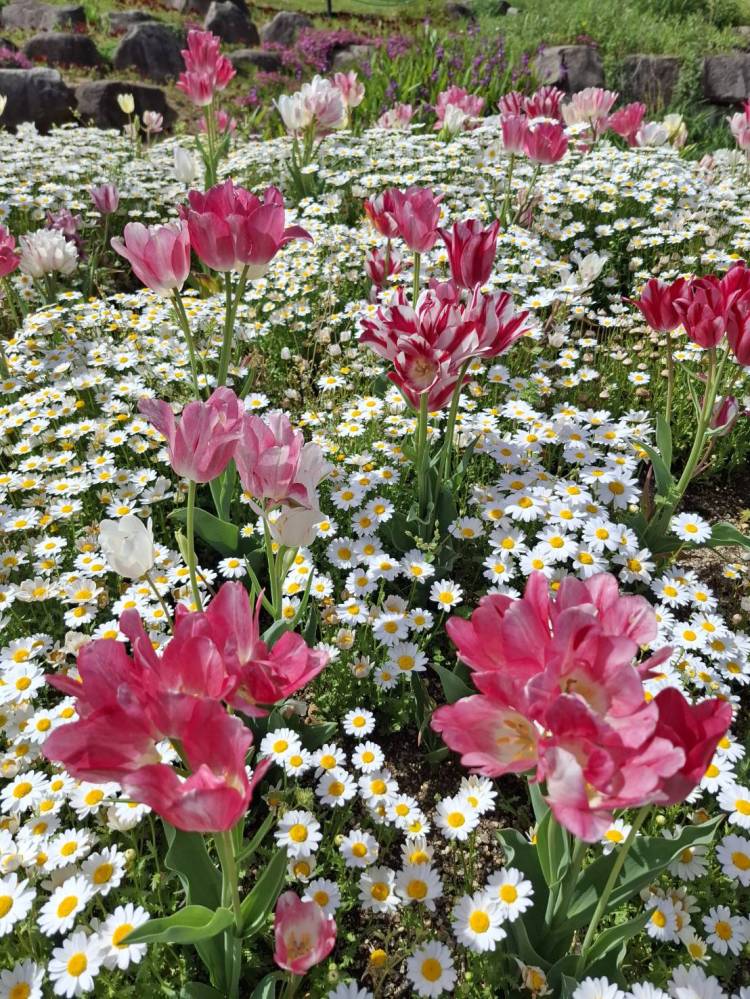 《りんご》可愛いぽっちゃり癒し系巨乳