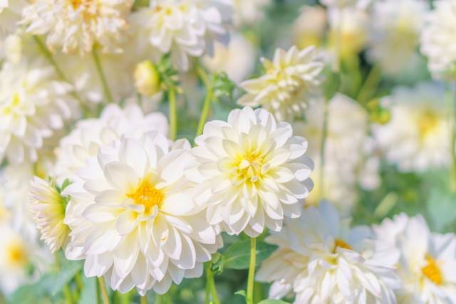 体験　朱音（あかね）👩素人熟女Ｈカップの巨乳にM女が刺激を求めてデビュー‼️