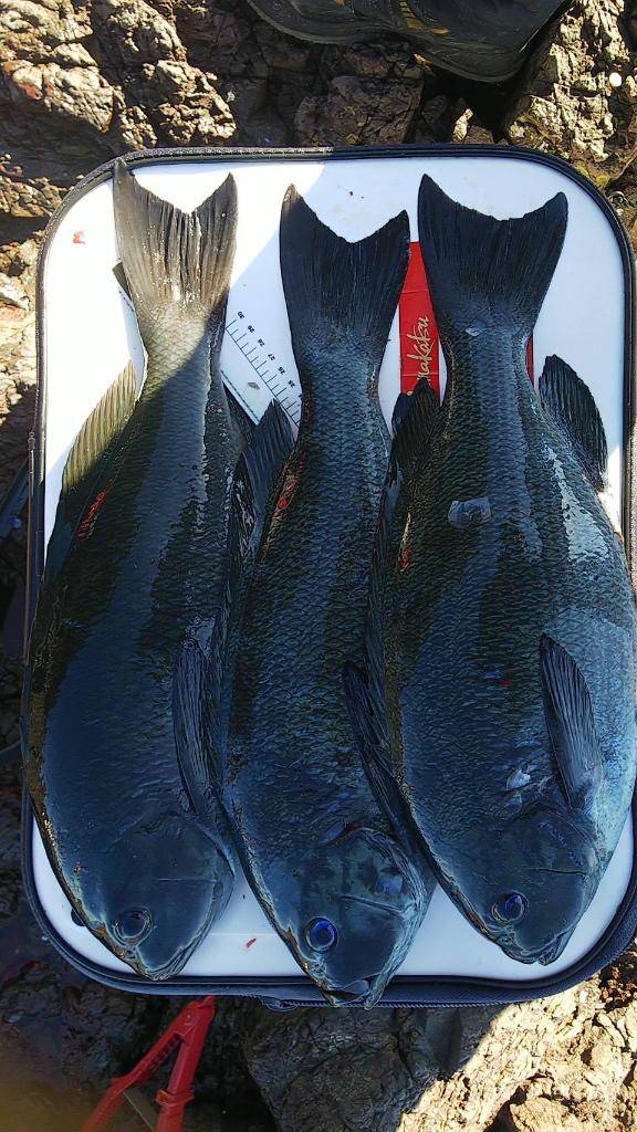 釣り日記③