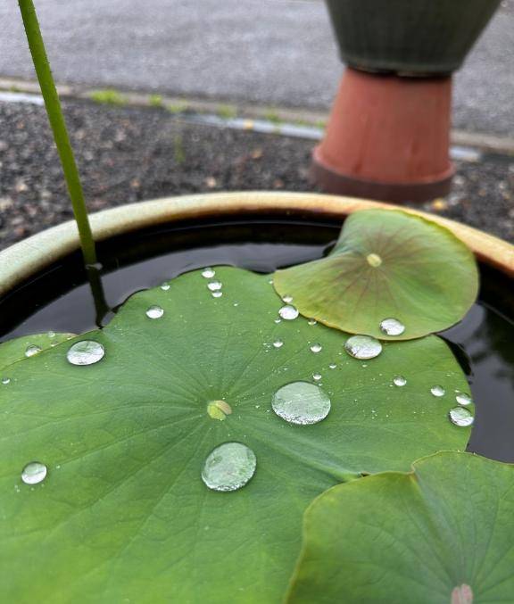 梅雨「I'll be back」?!