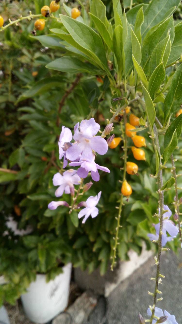 有り難うございます?