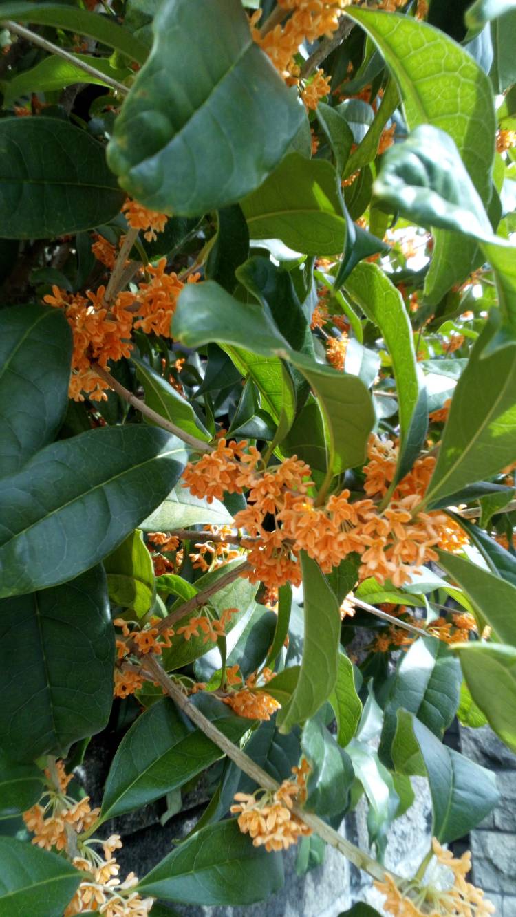 有り難う御座いました?