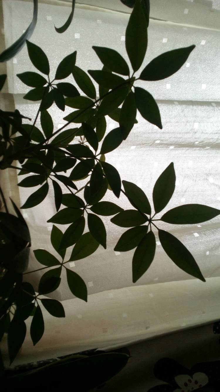 有り難う御座いました?