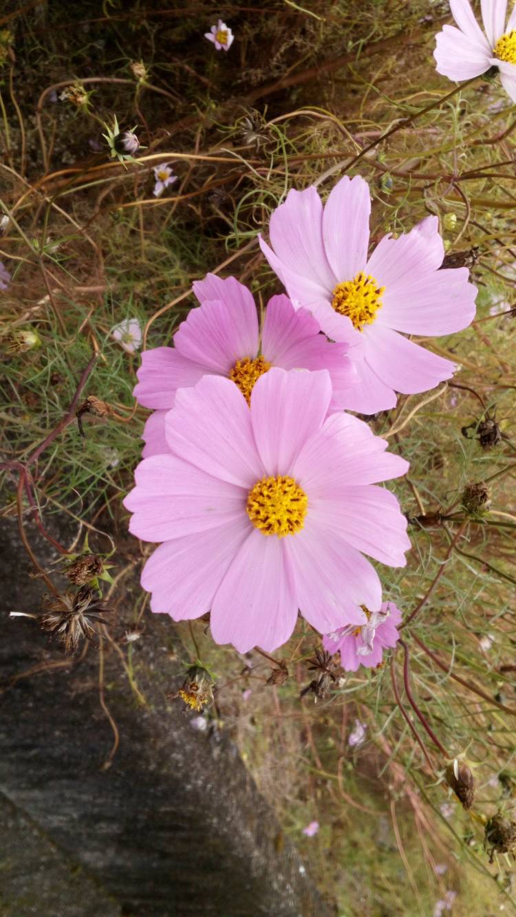 ありがとうございます?