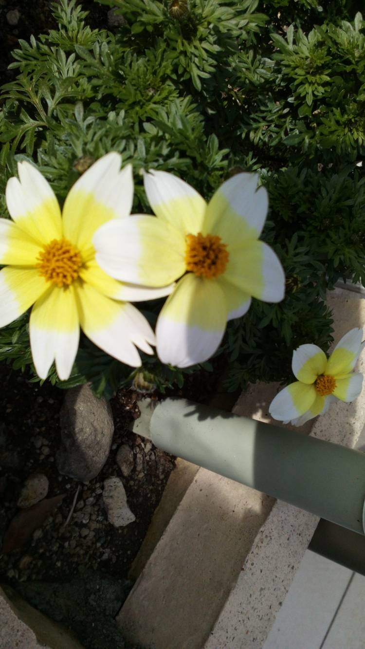 水曜日の有り難う?