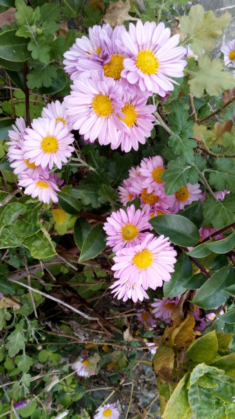 有り難う御座います?