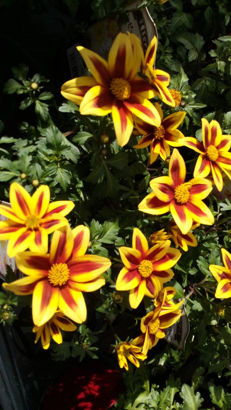 水曜日のありがとう?