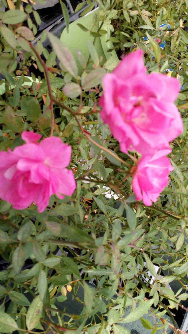 帰宅しました～??