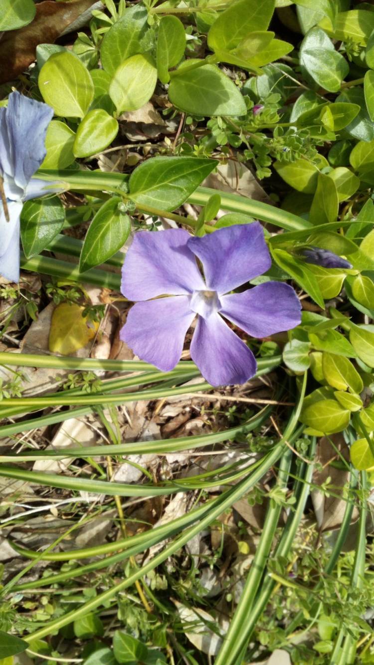 新人まなみ(Mrs.高蘭)