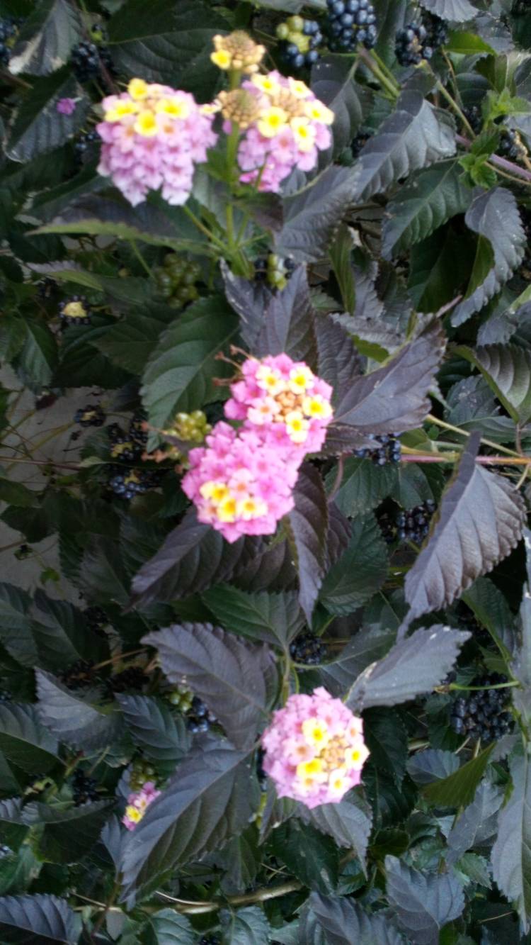 新人まなみ（Mrs.高蘭）