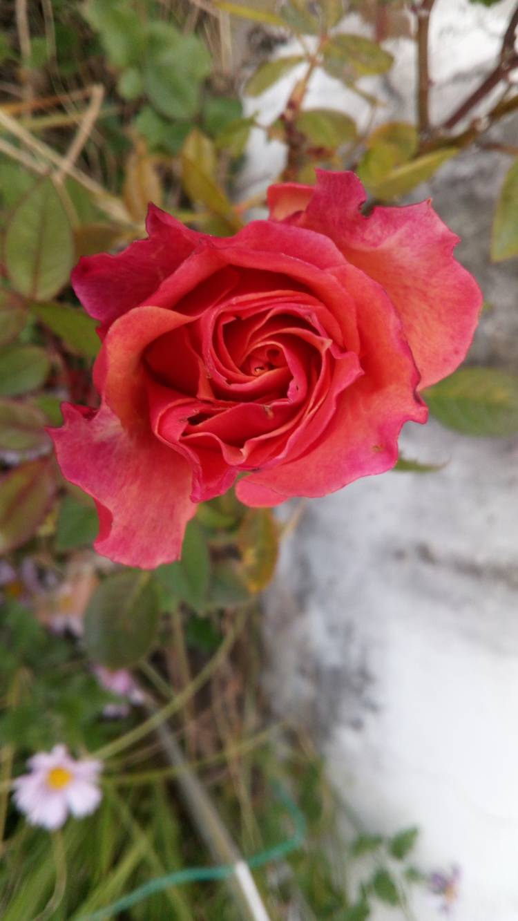 有り難う御座います?