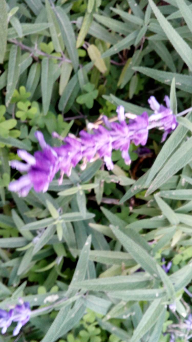 新人まなみ（Mrs.高蘭）