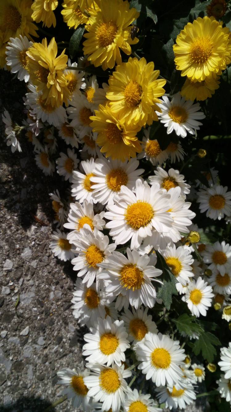 新人まなみ（Mrs.高蘭）