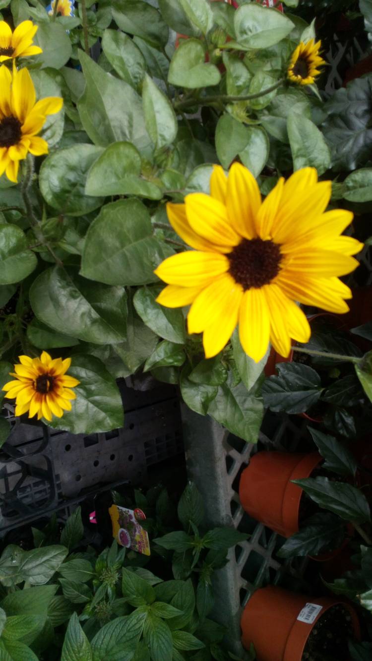 有り難う御座います?