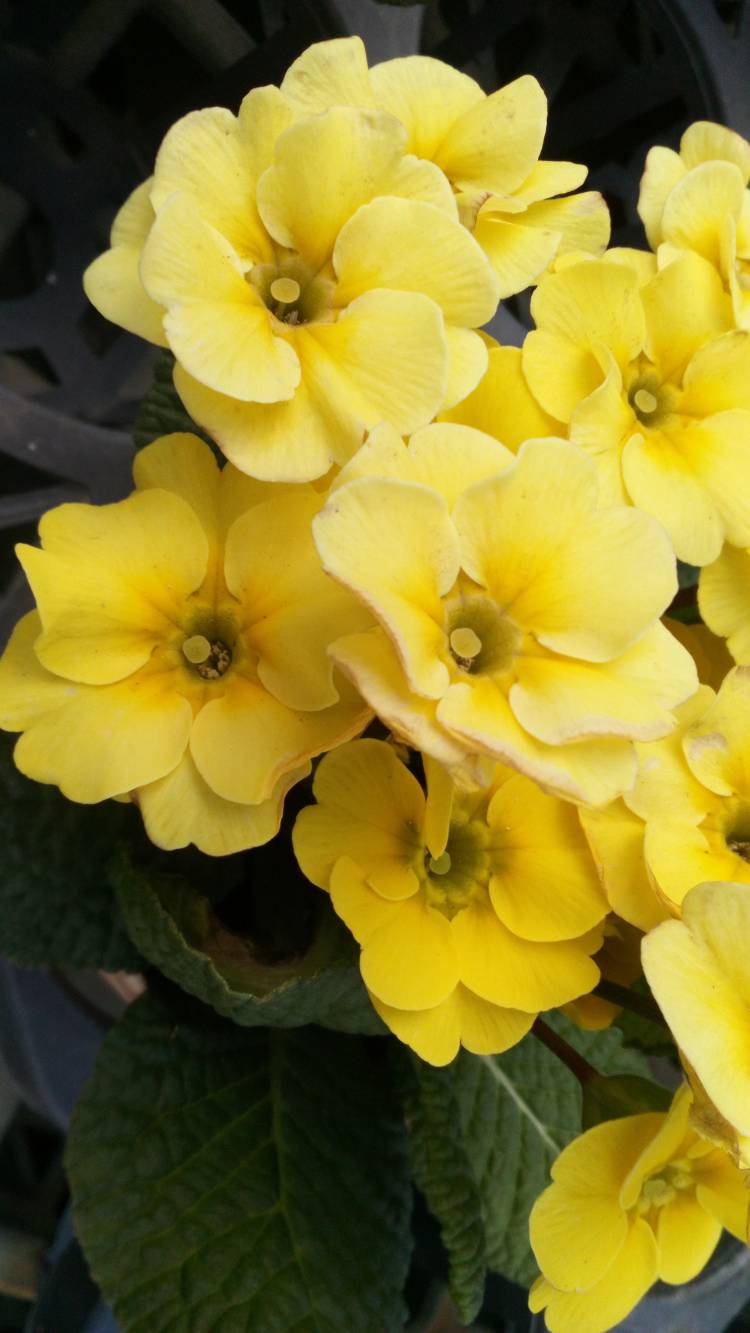 有り難う御座います?