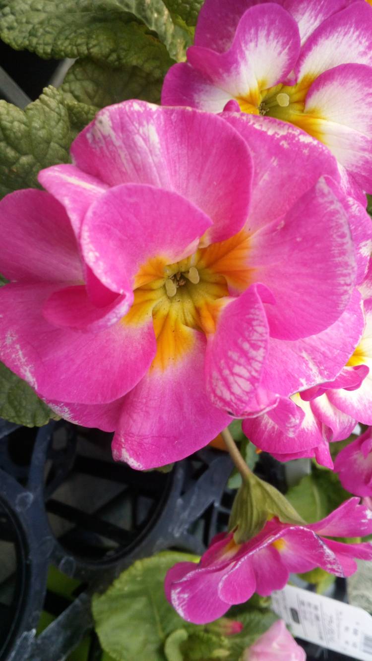 有り難う御座います?