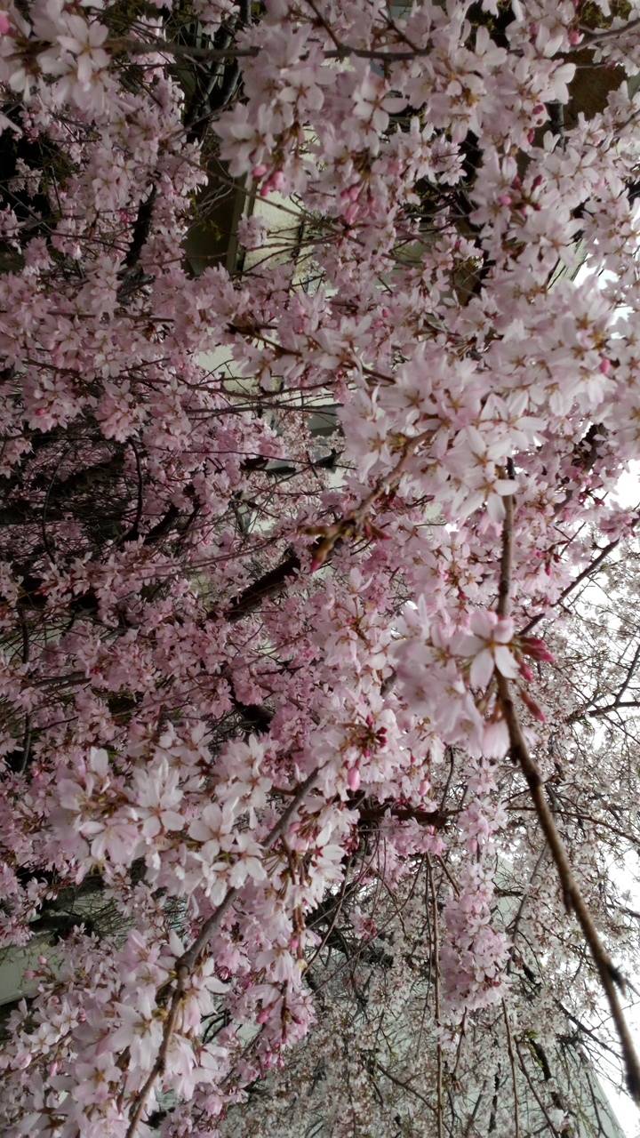 新人まなみ（Mrs.高蘭）