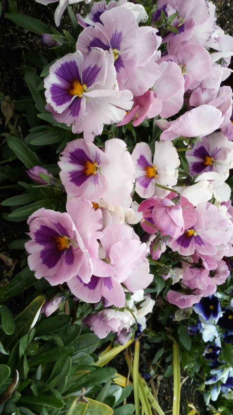 こんにちは～????