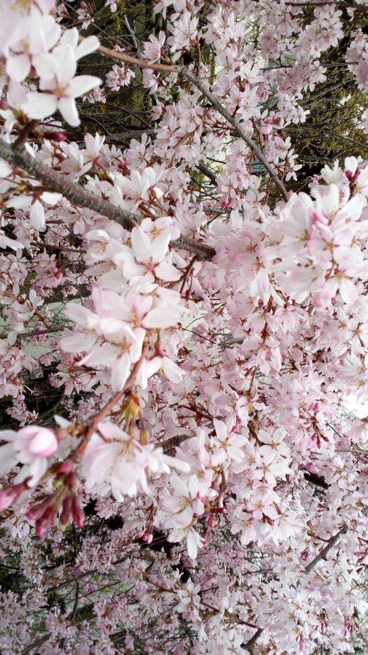 ありがとうございました?