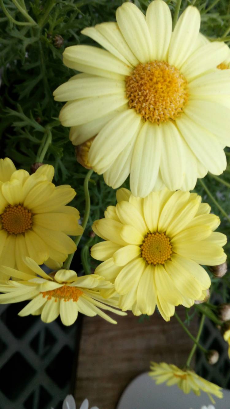 有り難うございました?