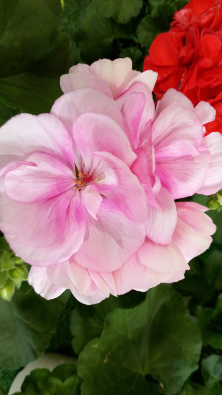 新人まなみ（Mrs.高蘭）