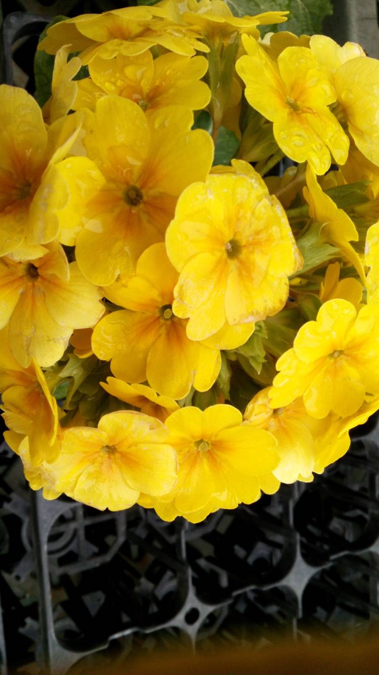 只今帰宅しました?