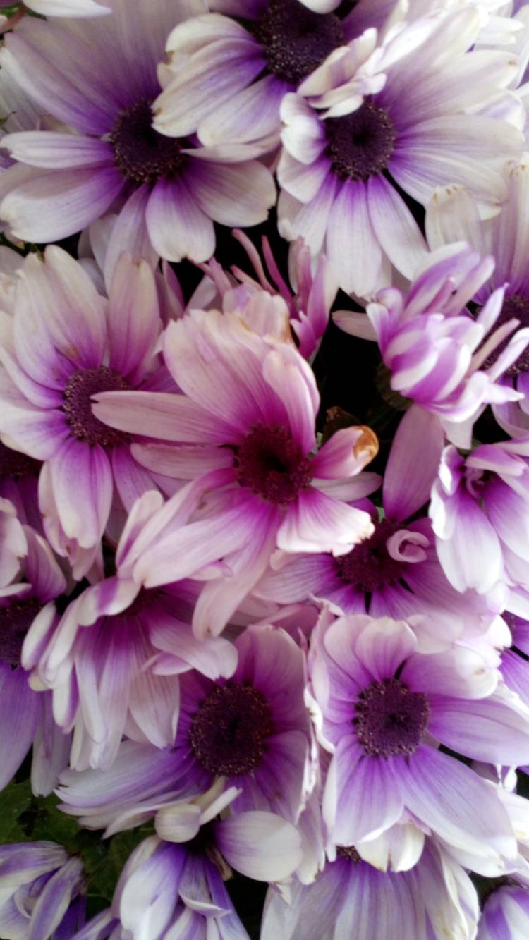 新人まなみ（Mrs.高蘭）