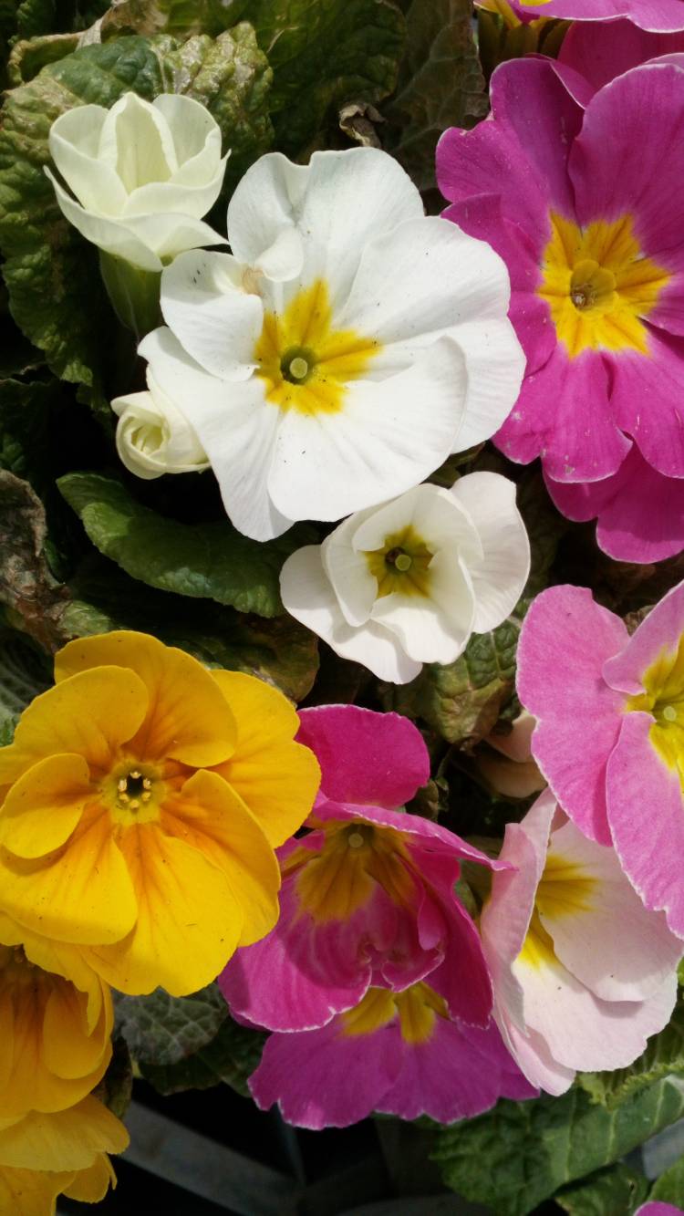 有り難うございました?