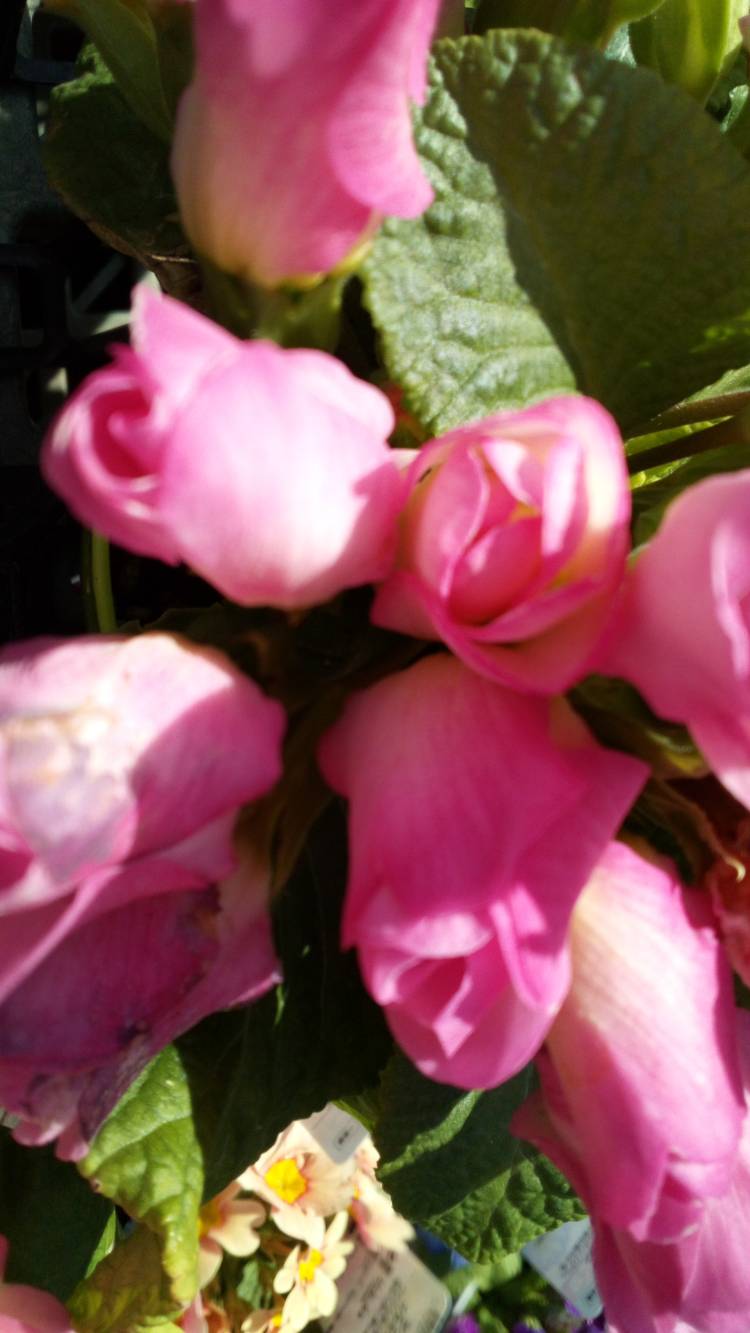 有り難うございます?