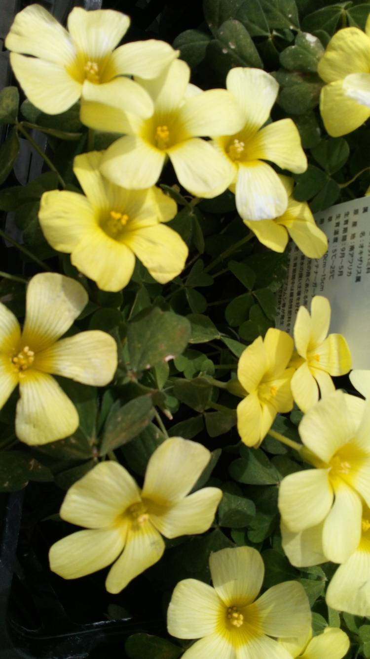 有り難うございます?