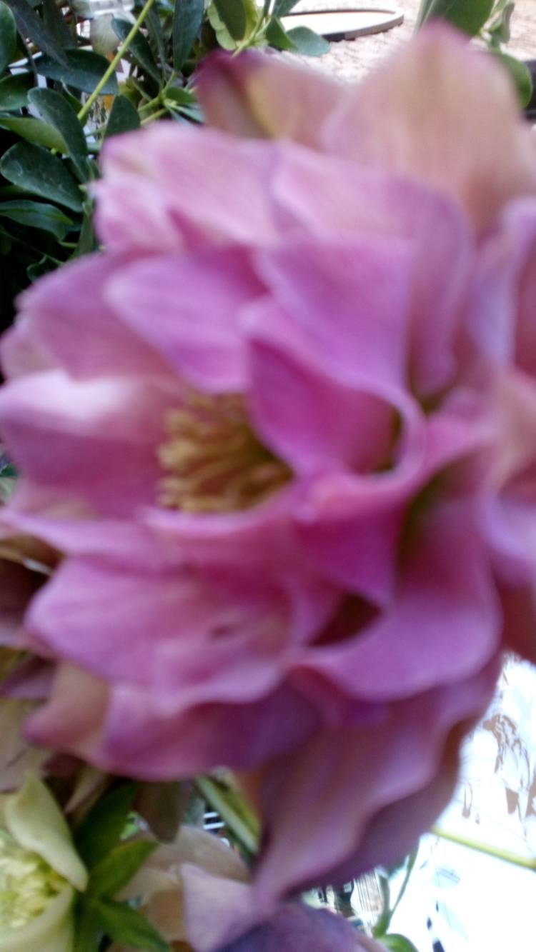 新人まなみ（Mrs.高蘭）