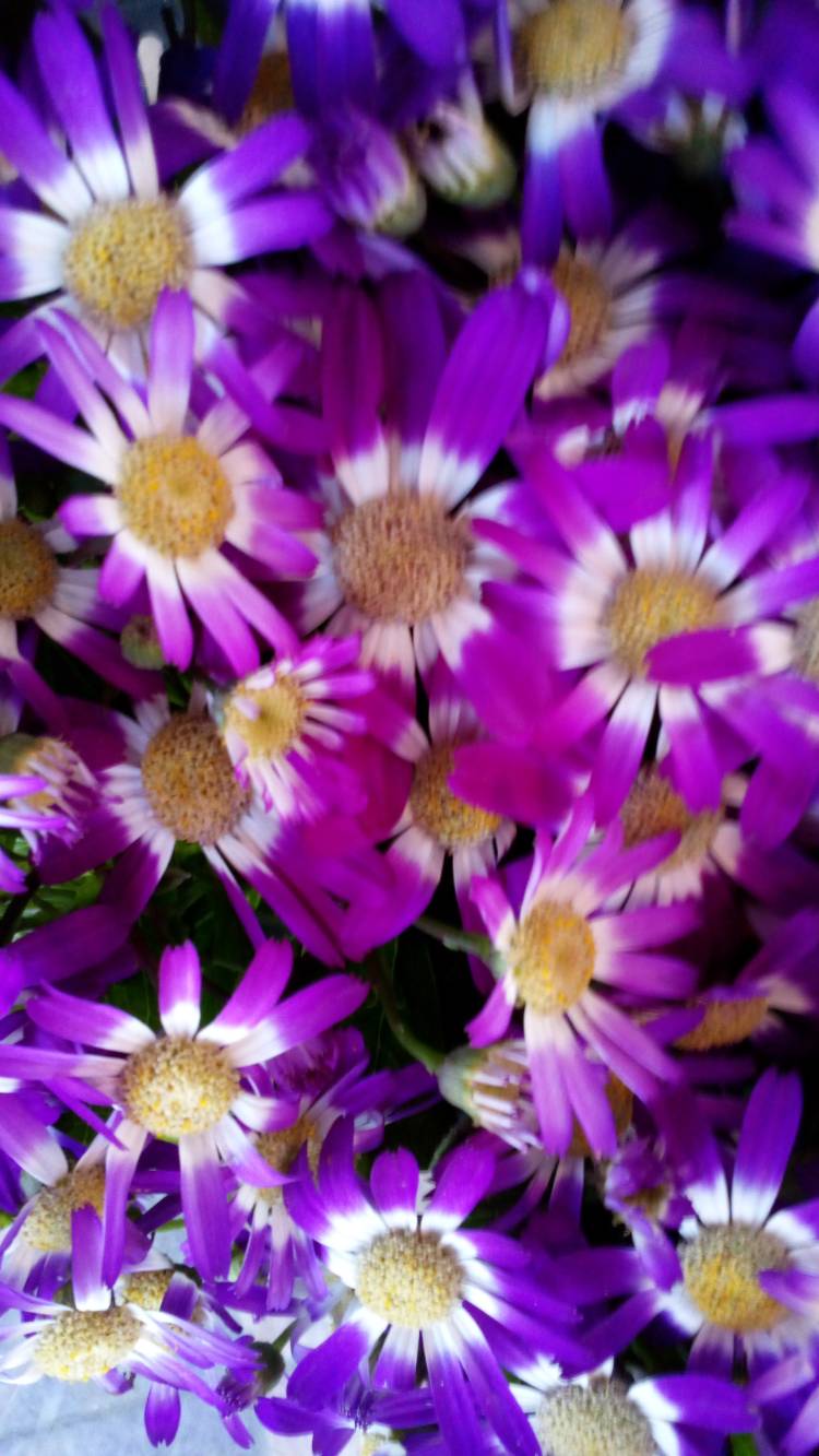 有り難うございます?